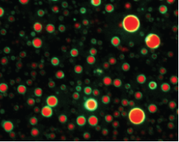 image of lipid droplets in different colors