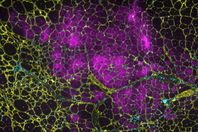 Image of cells labeled with different colors