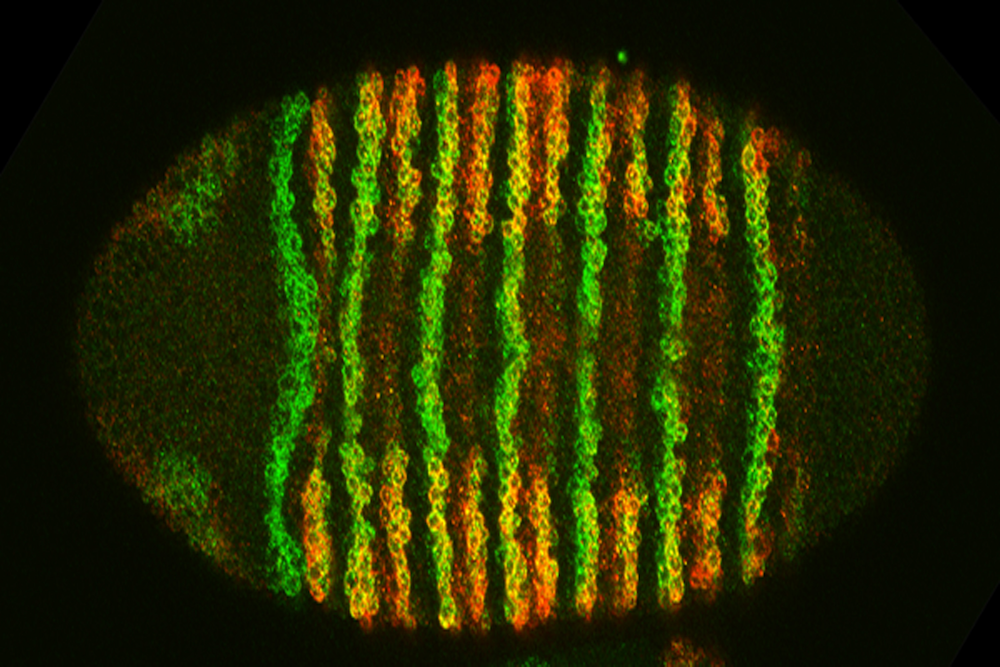 image of colorful cells in a fly larva