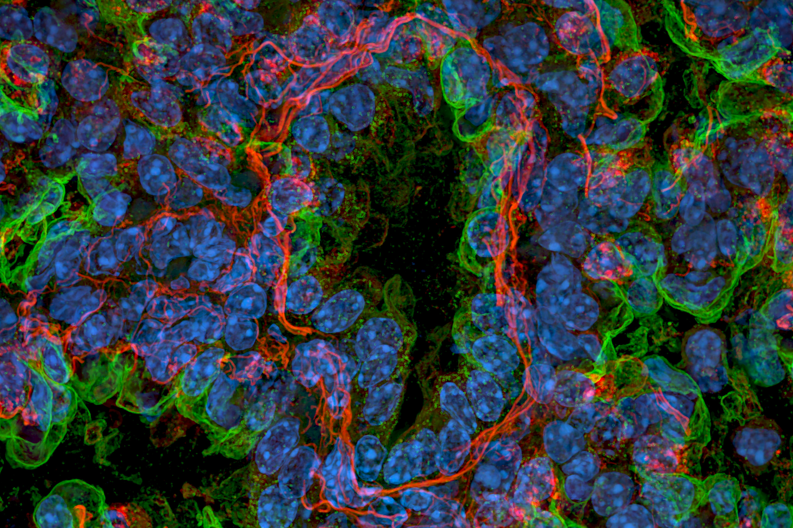 Image of cells labeled with different colors