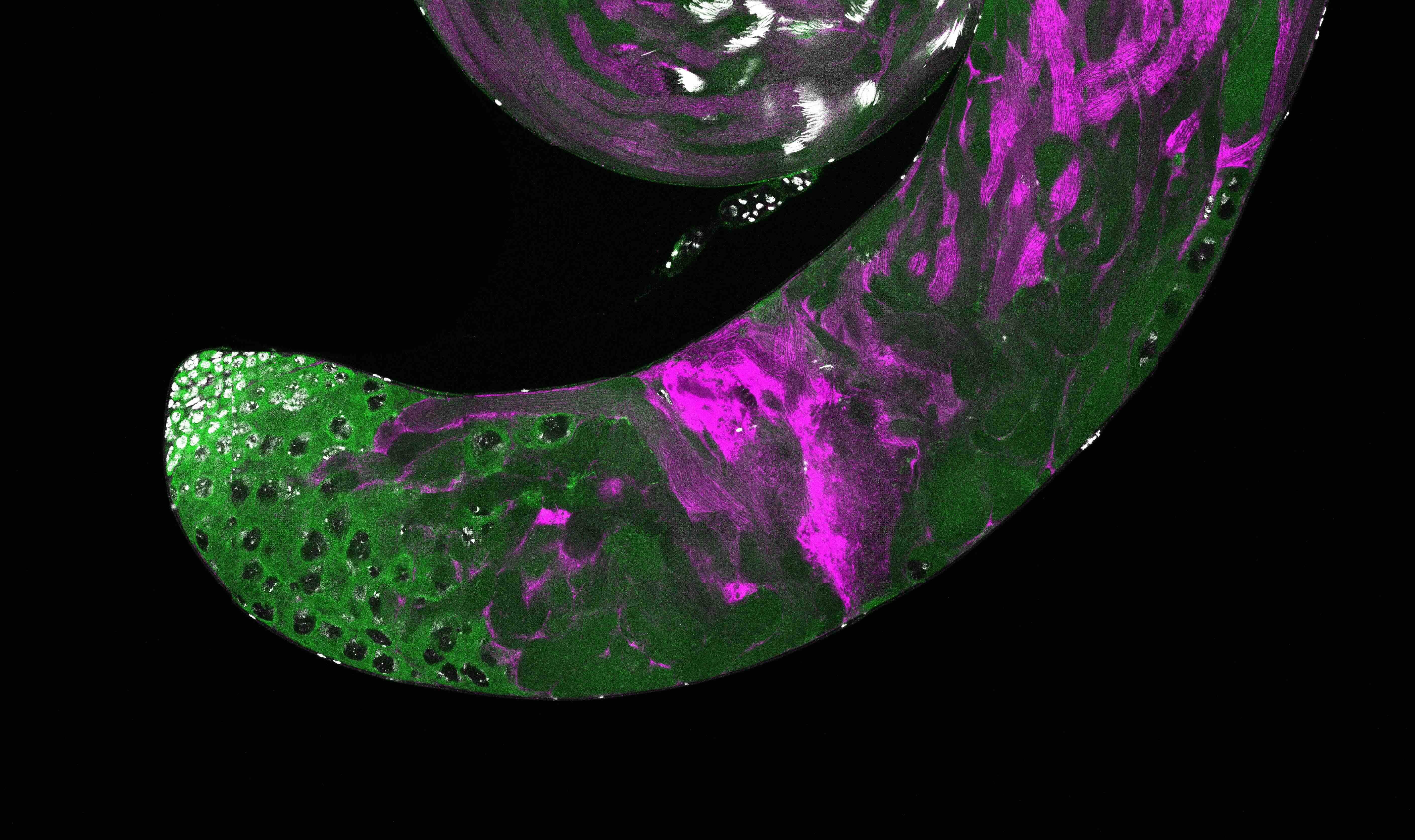 Image of a Drosophila testis with green and magenta fluorescent cells.