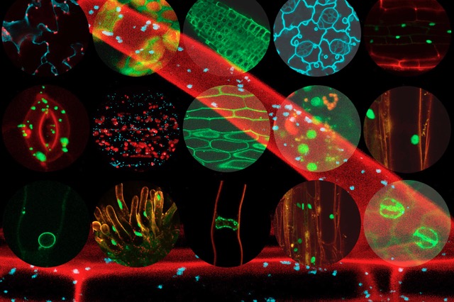 fluorescent images of plant cells