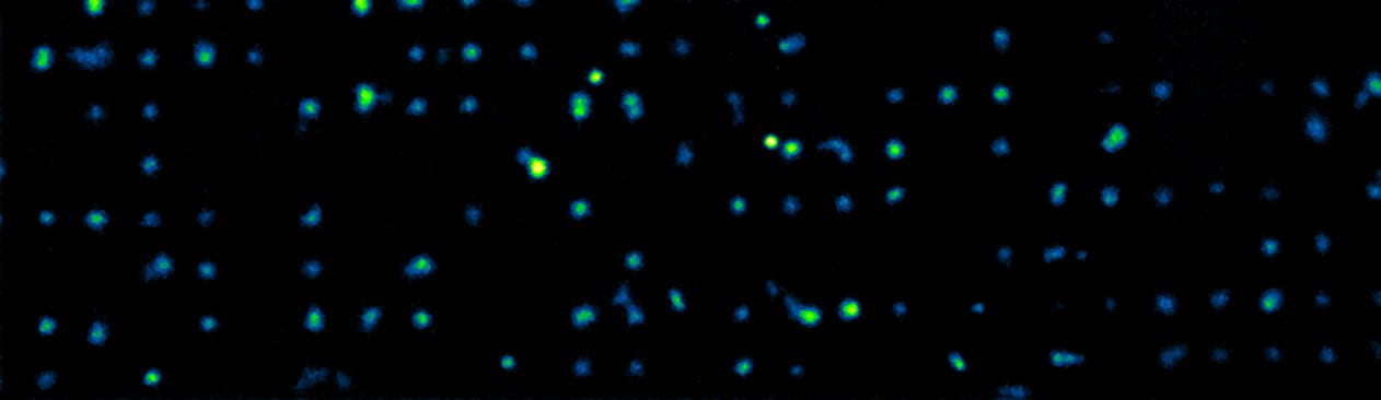 Fluorescent single-cells patterned on a glass surface