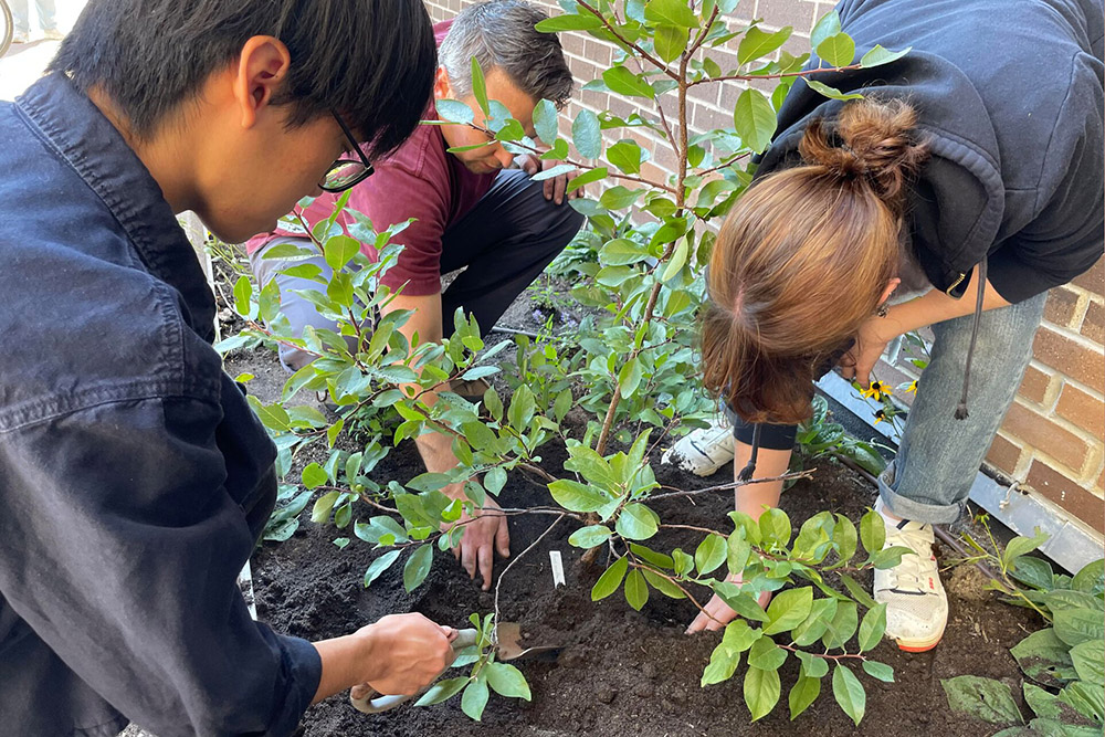 three people planting a small tree in a graden bed by a brick wall