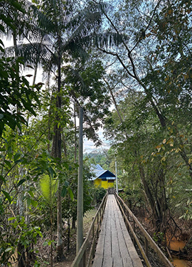 Rainforest pathway Rainforest