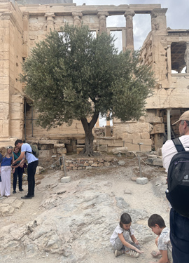The olive tree remains a powerful symbol of Greek culture and identity