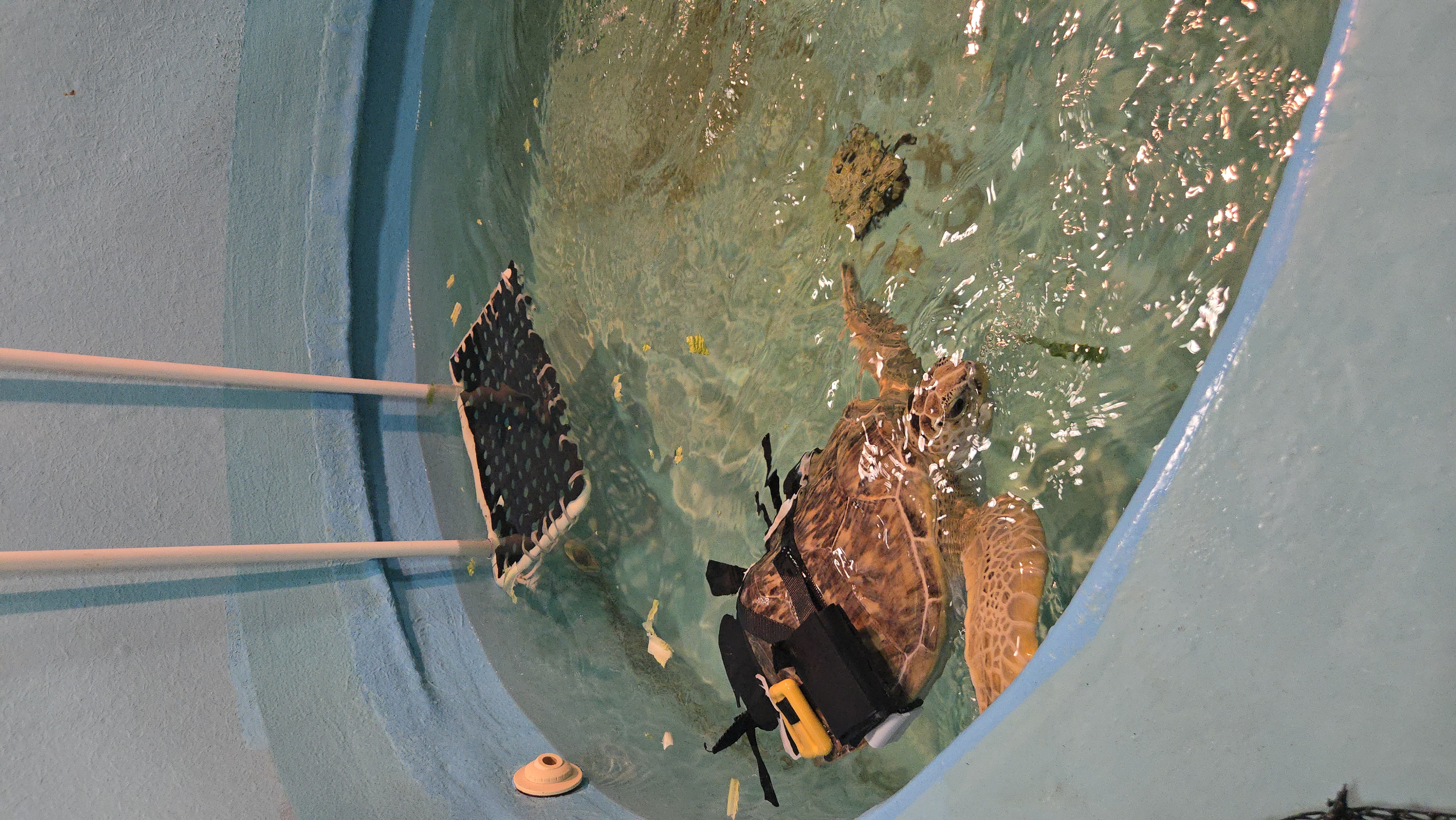 Turtle in the water