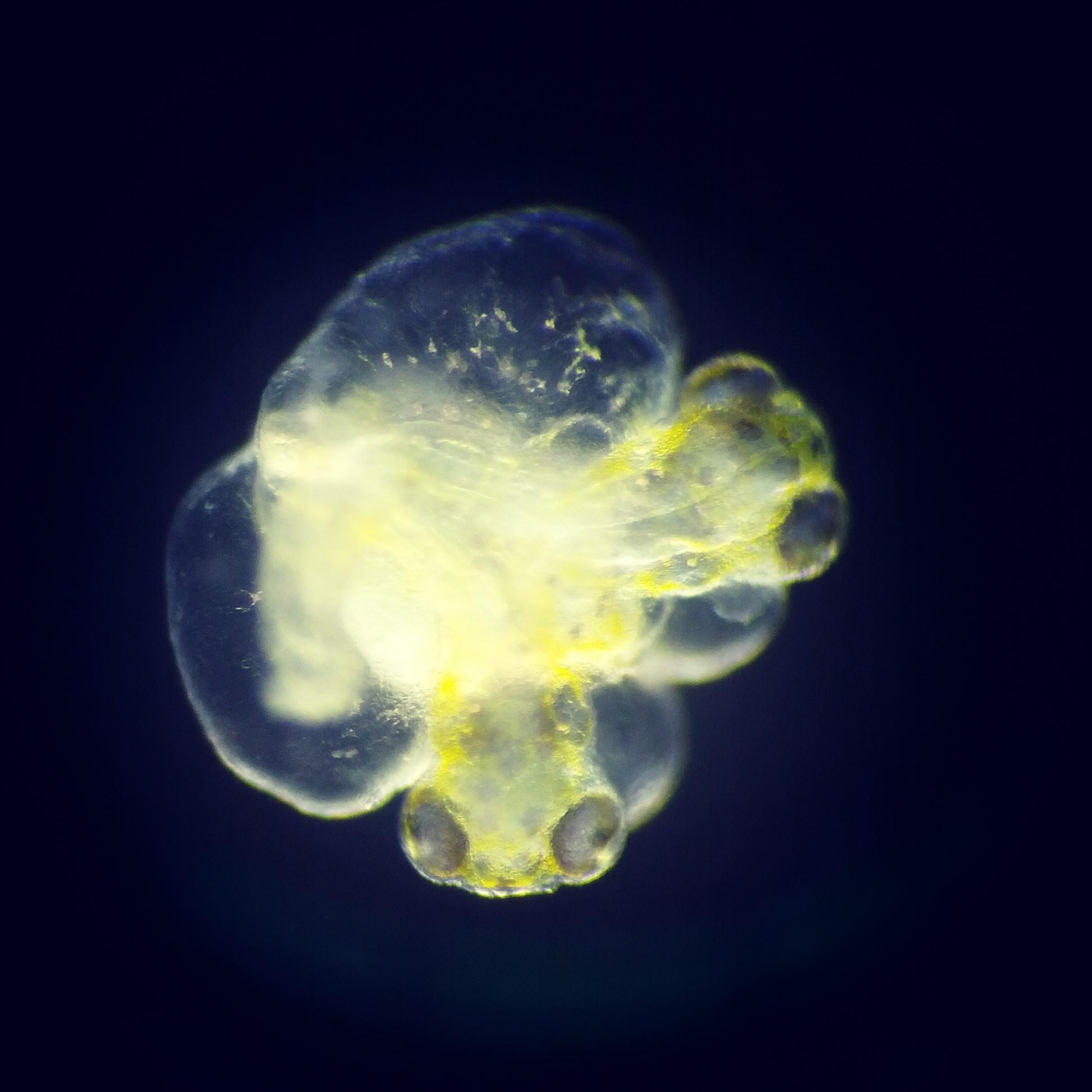 chemistry photo contest
