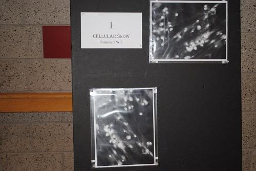 photo contest