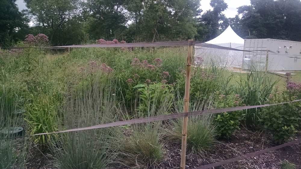 Constructed wetland featuring tall grass and plants