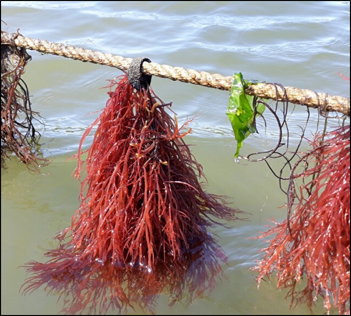 Red kelp on a rope