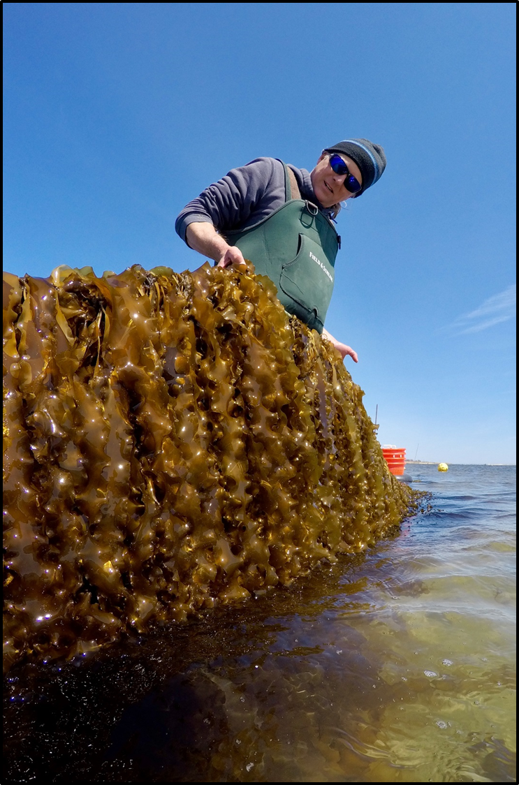 Researcher lifting line of sugar kelp out of the water