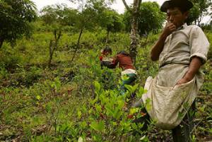 Coca farmers in Bolivia - Getty Images