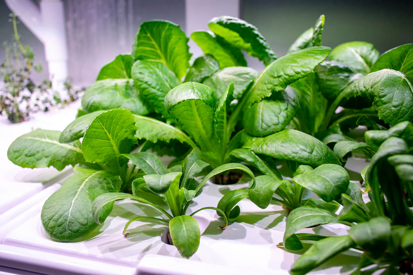 Close-up of green leafy plants in a hydroponic system