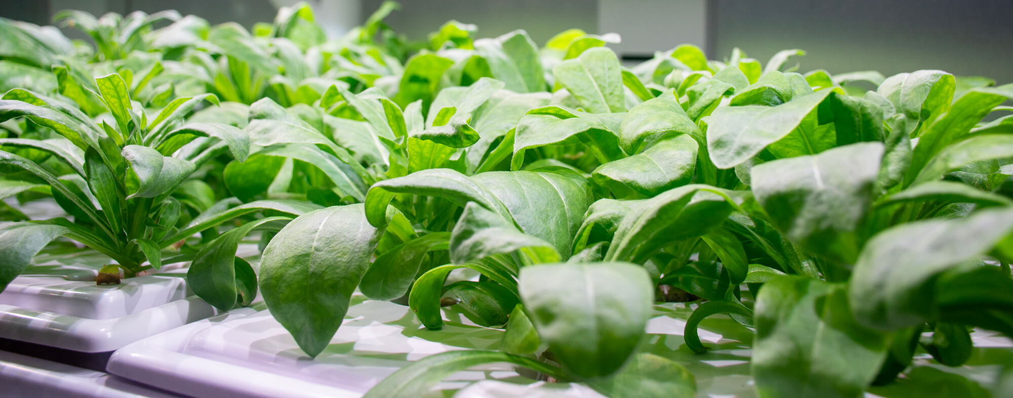 Close-up of green leafy plants in a hydroponic system.