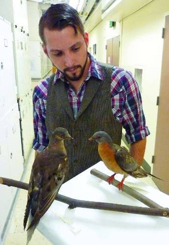 Ben Novak, looking down at two taxidermied bird specimens perched on wooden branches