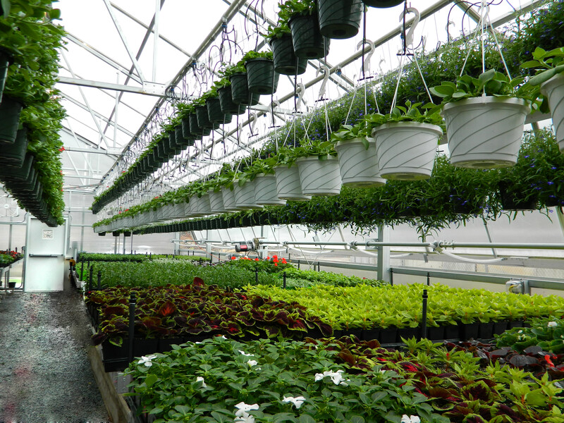 various plants in the greenhouse