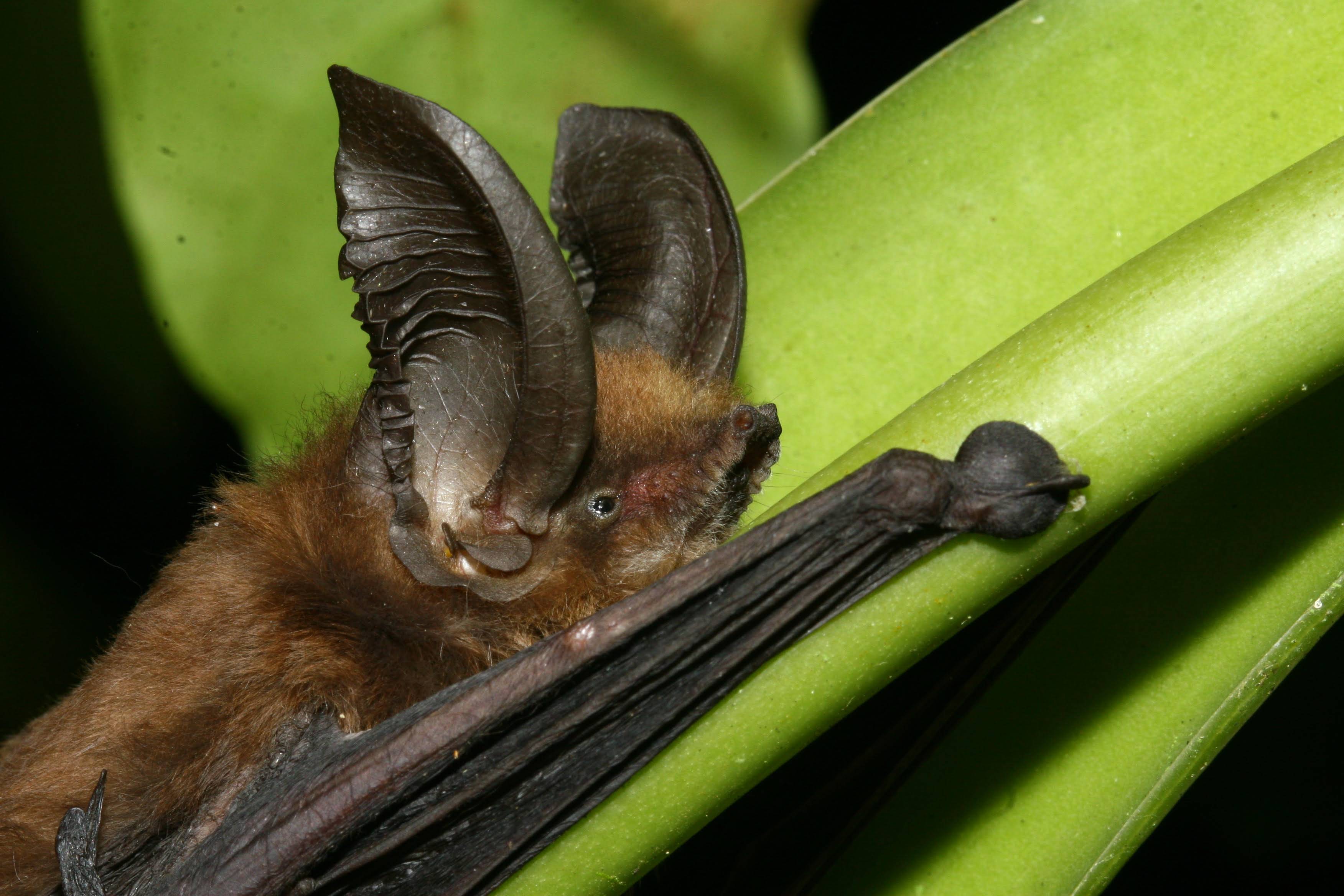 Close up image of a bat clinging to a leaf