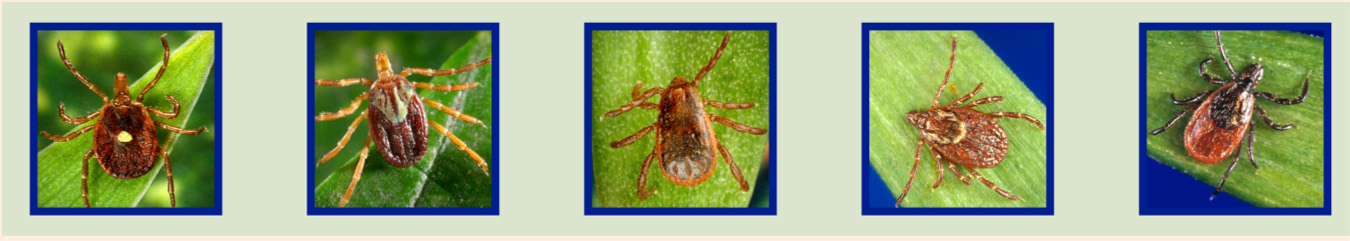 Types of Ticks