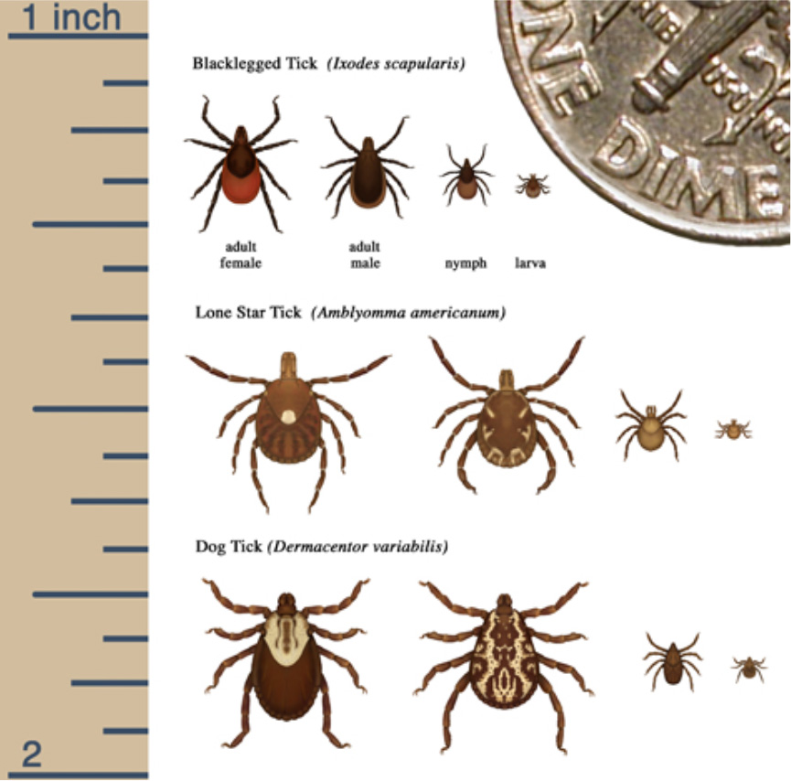Tick Sizing Chart