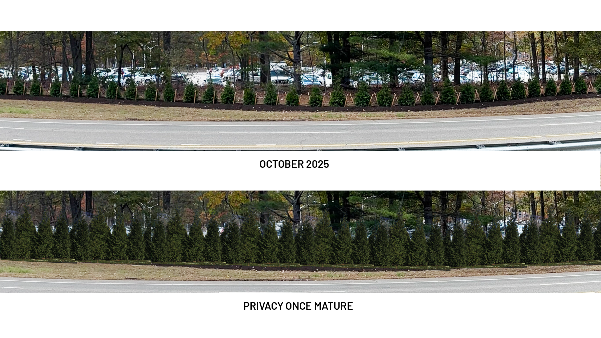 Arborvitae trees planted along nicolls road with after show showing privacy once mature
