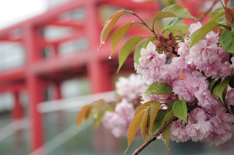 Pink cherry blossoms beside a Stony Brook campus building