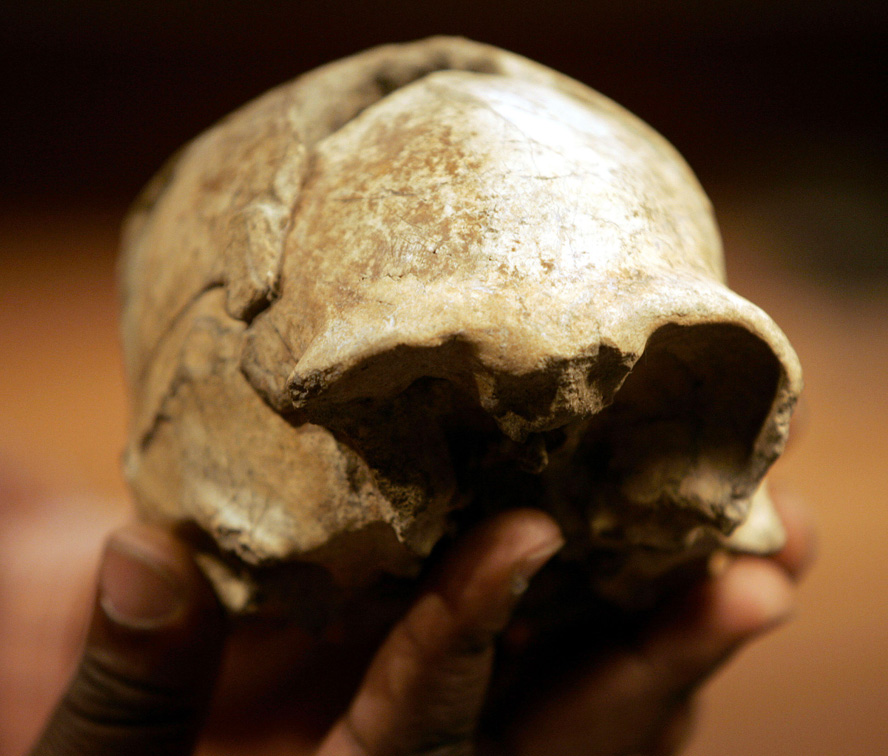 hand holding the top part of a prehistoric human skull
