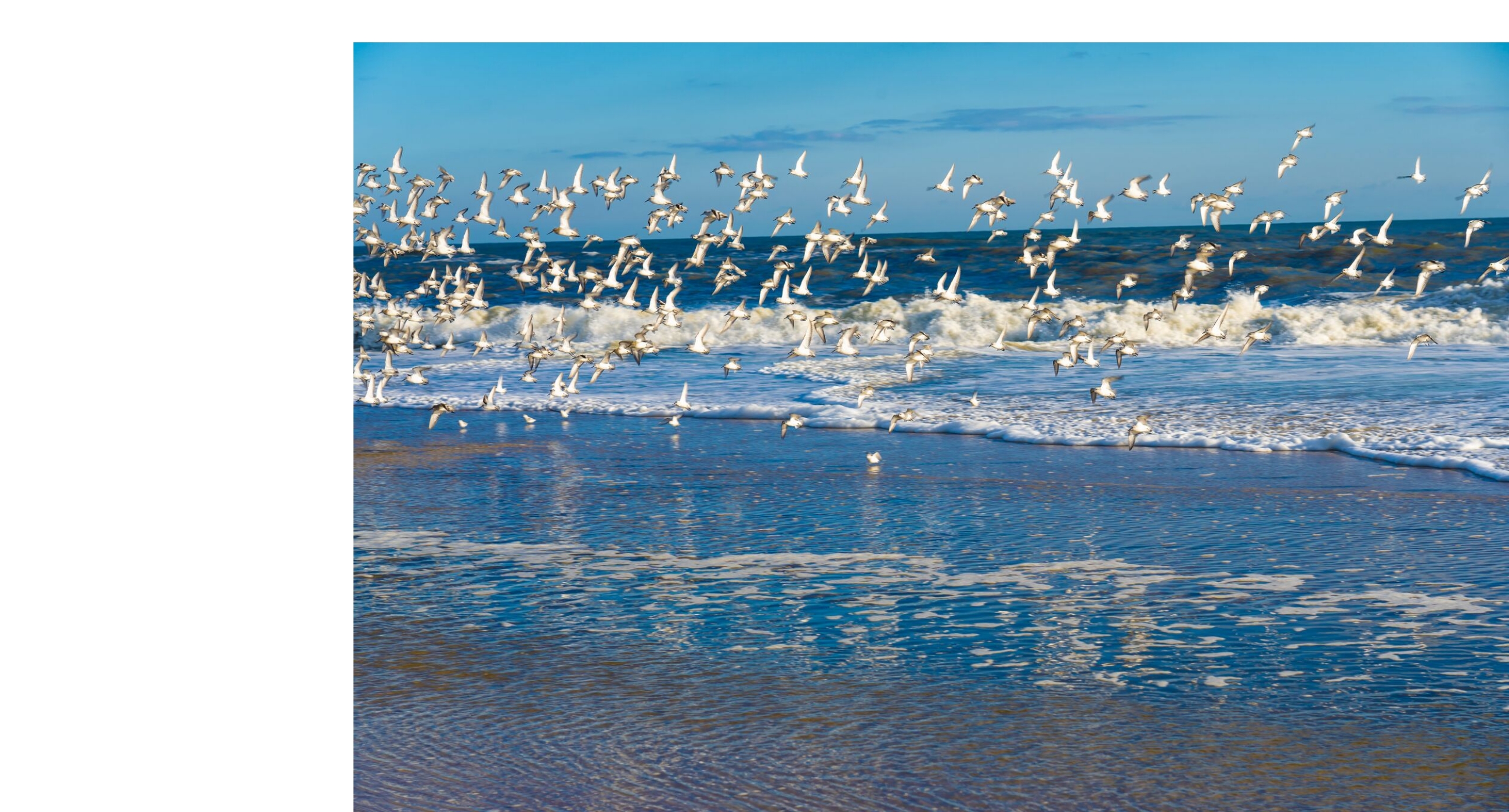 Flock of birds flying over ocean waves along a Long Island beach