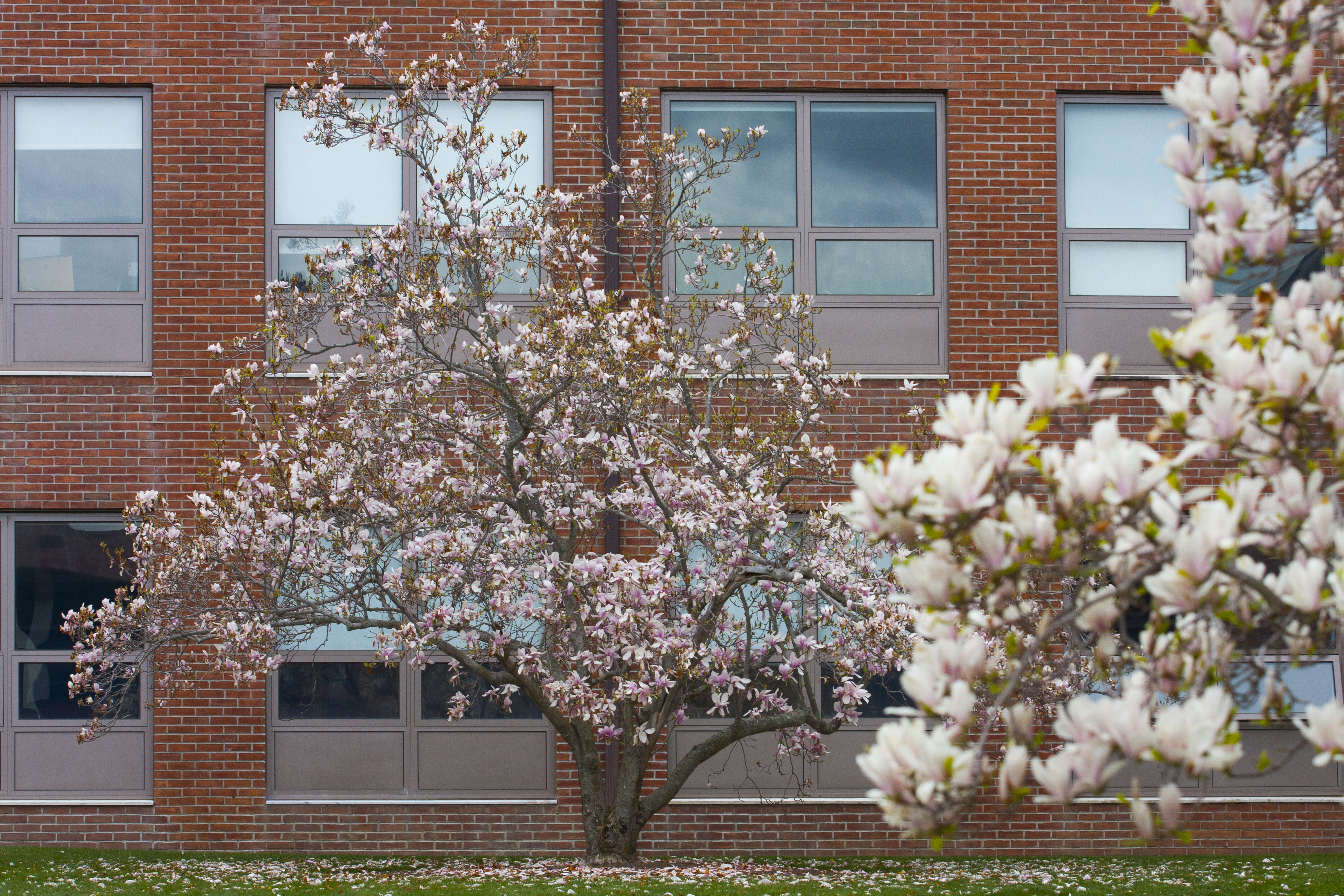 Cherry Blossom Blooms in Front of Humanities Building