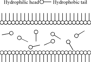 Surfactant Diagram