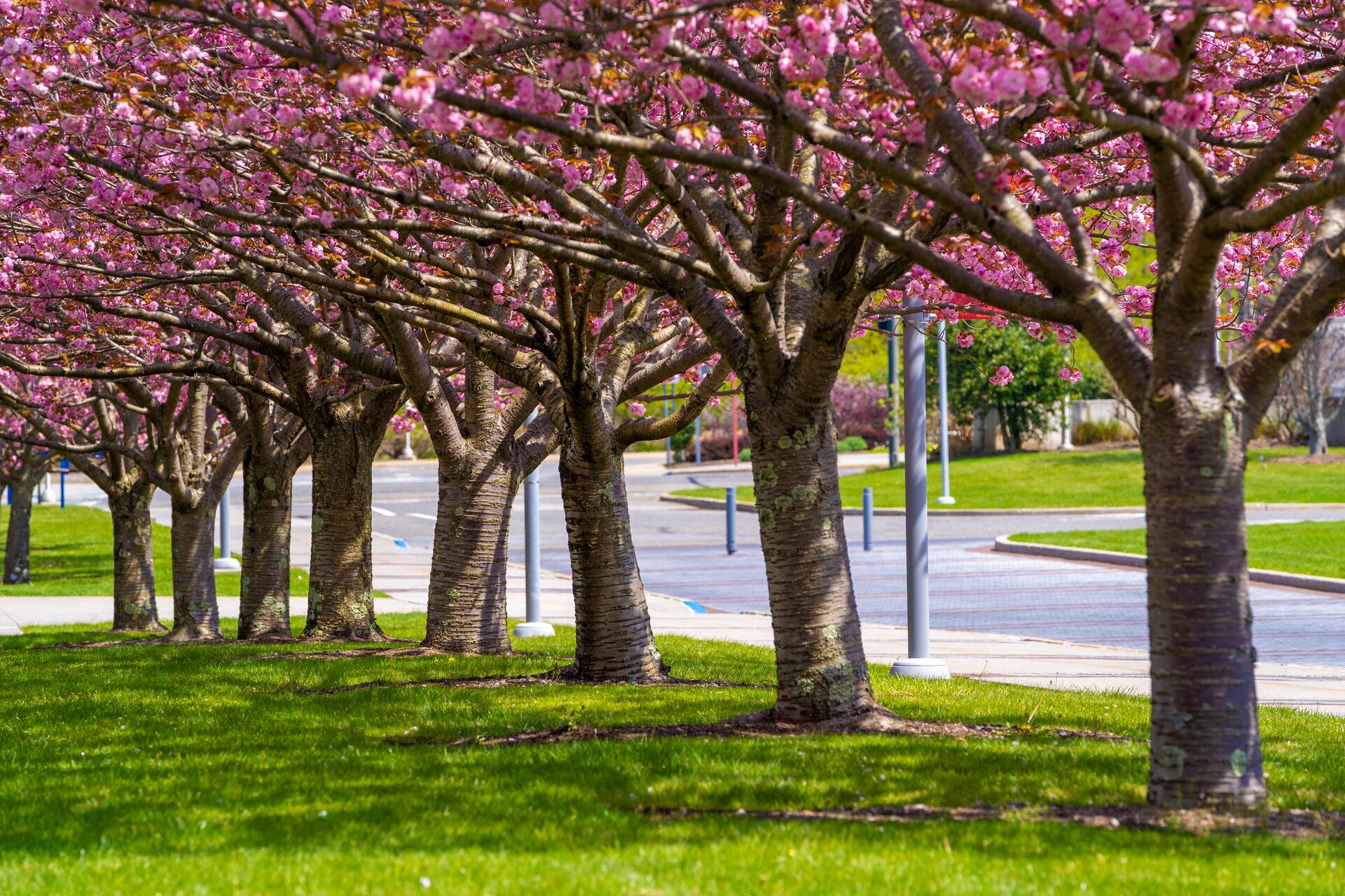 spring campus