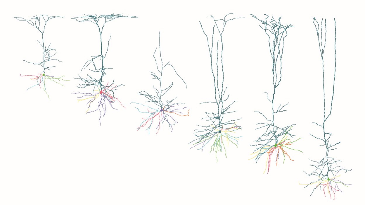 Pseudocolored traced neurons