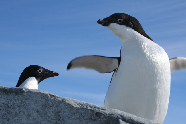 HAPPY FEET III: ADÉLIE Penguin Population is Actually on the Rise