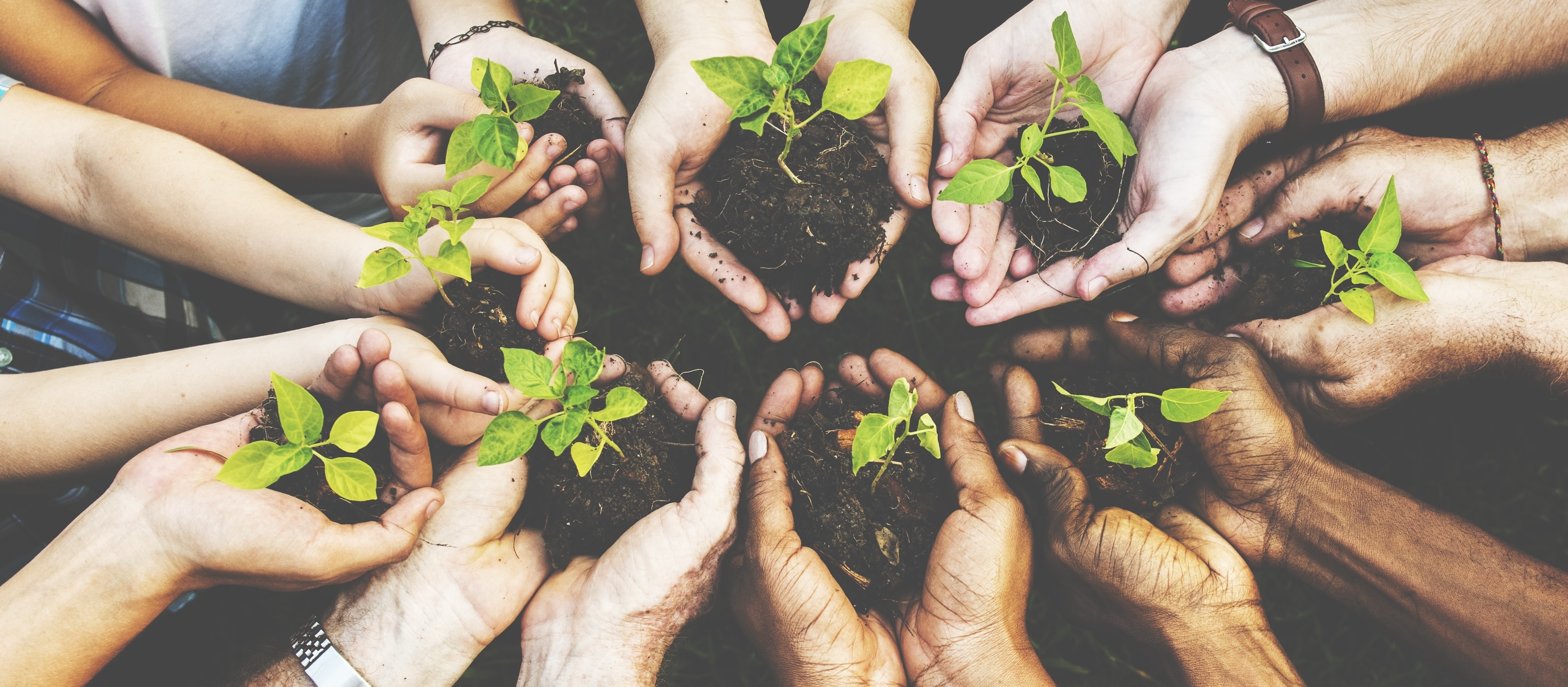 Top-down view of a diverse group of hands arranged in a circle, each holding a small green plant seedling rooted in soil.