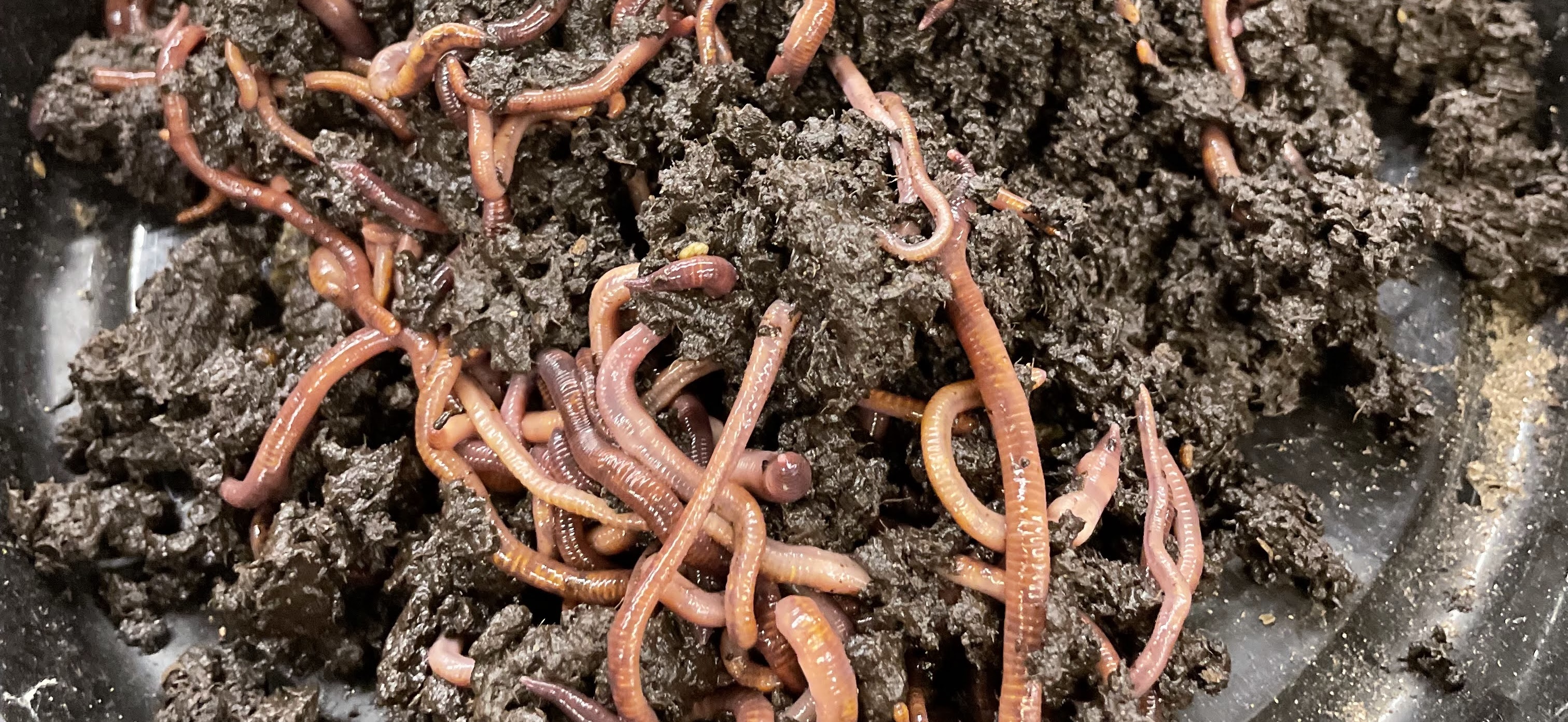 A close-up view of numerous earthworms mixing through dark, damp soil in a container.
