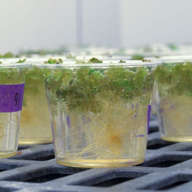 Azolla grows in beakers on a metal table.