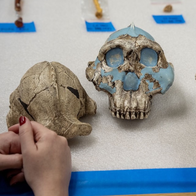 A pair of early hominid skulls on a lab bench.