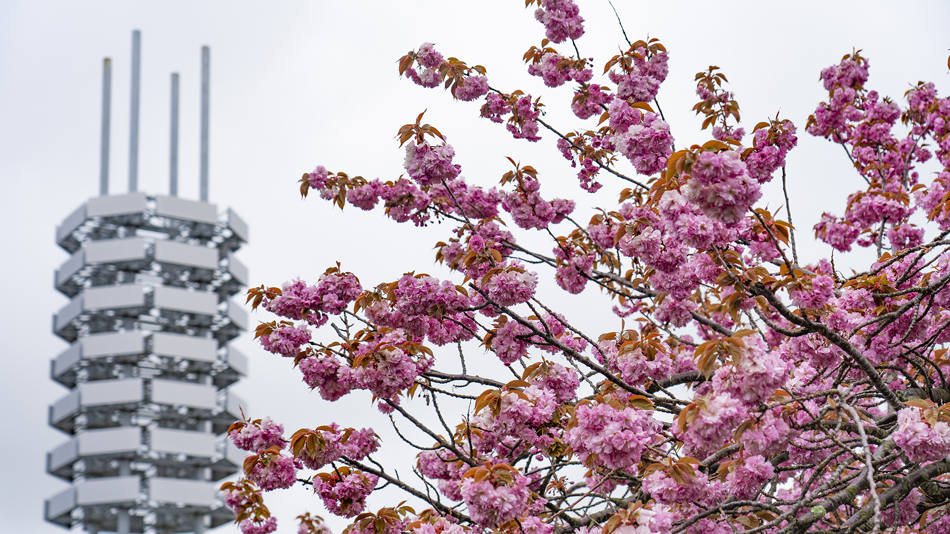 Cherry blossoms.