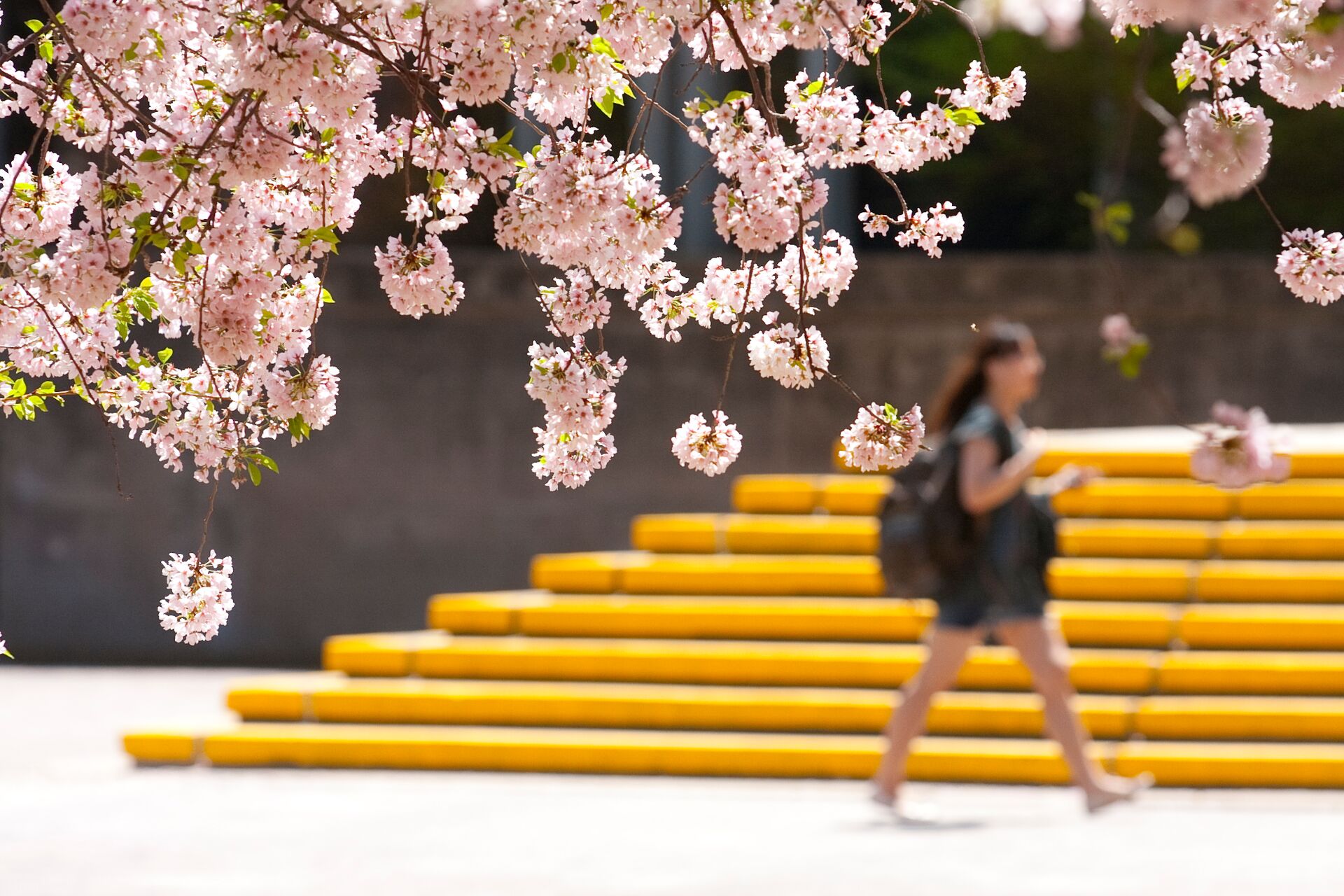 Cherry blossom trees bloom on campus