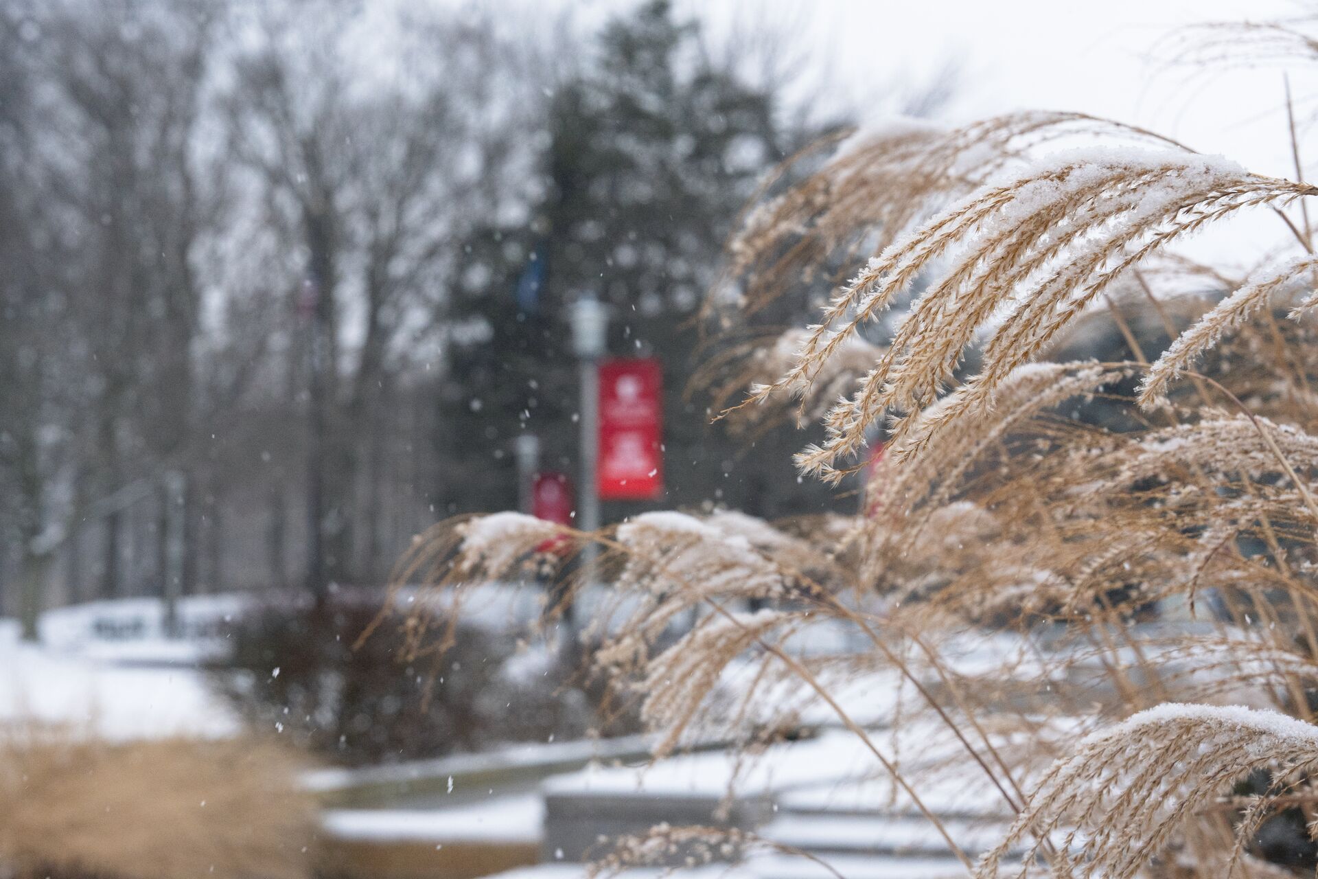 Snowing on campus