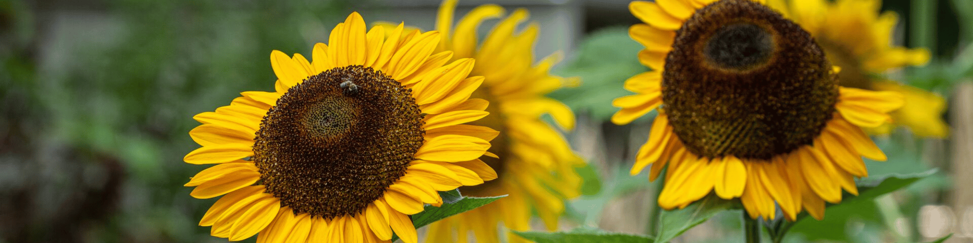 Sunflowers Blooming in the rooftop farm