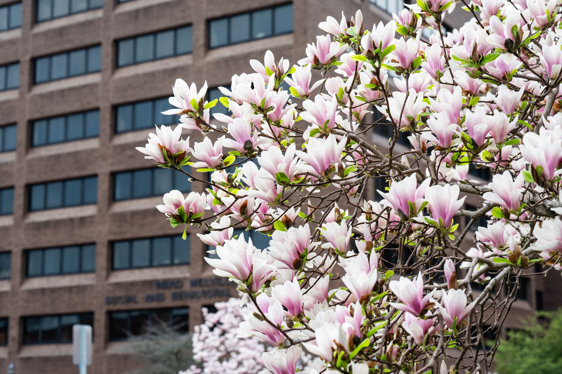 White flowers blooming on a tree