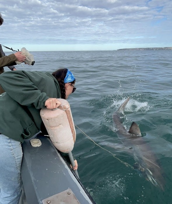Victoria Panuccio hangs over the side of the boat conducting a shark survey while a shark is brought closer to the boat.