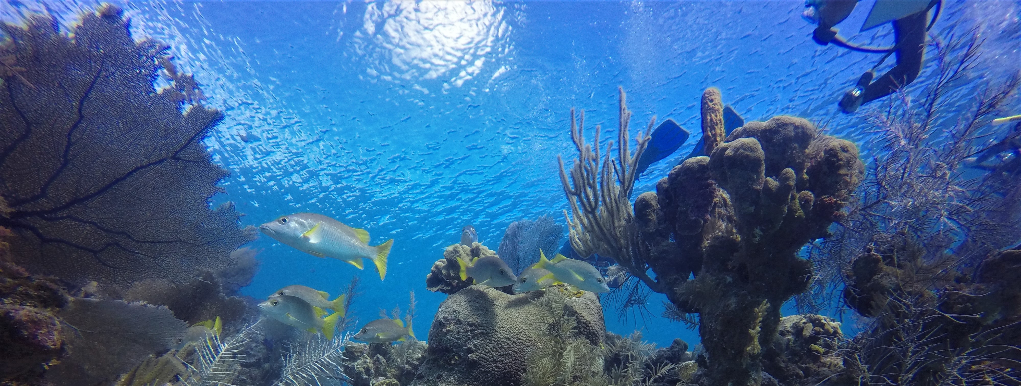 divers underwater exploring a coral reef