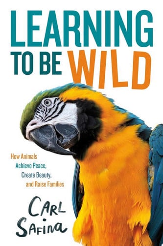 Book cover for Learning to Be Wild