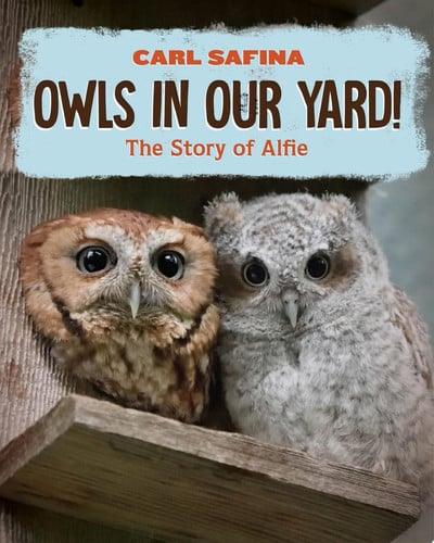 Book cover for Owls in Our Yard!: The Story of Alfie