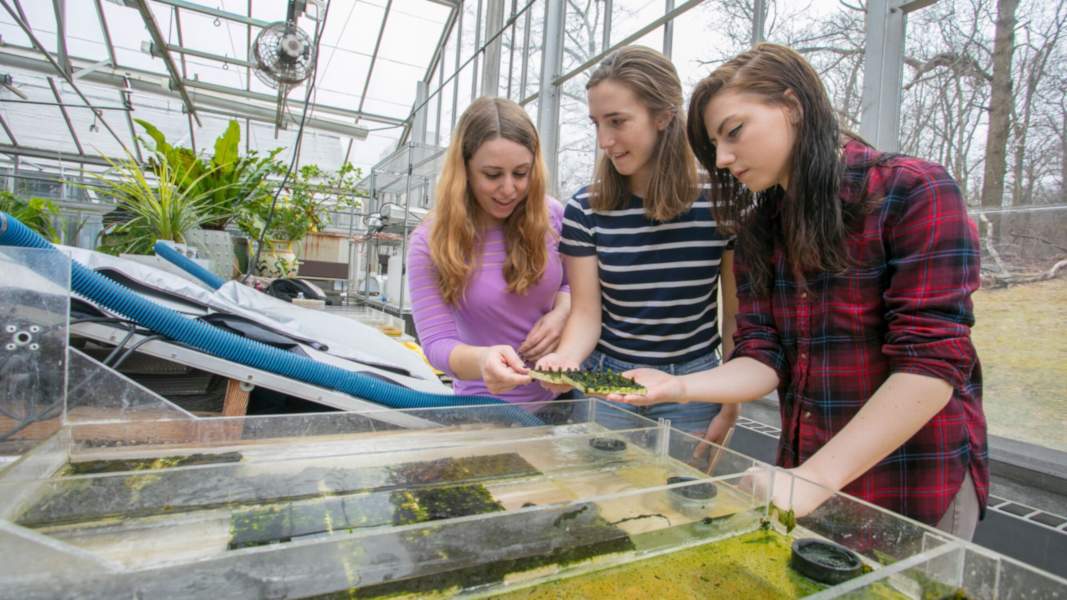 A group of three students conduct algal research in the greenhouse