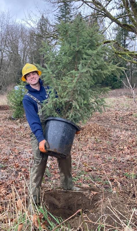 Alex Casamassima carries a potted tree to be planted