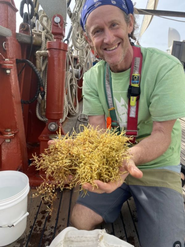 Jeff Schell holds freshly recovered sargassum onboard a research vessel Jeff Schell holds freshly recovered sargassum onboard a research vessel