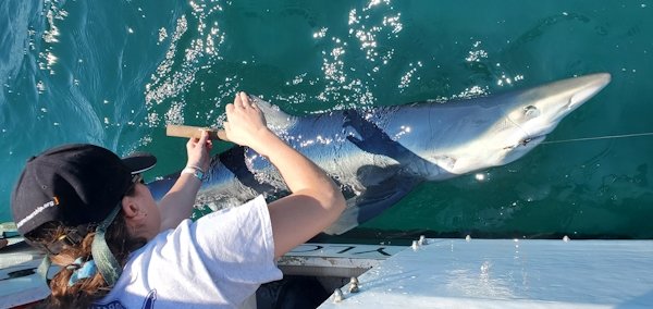 Jordan Russo tags a shark Jordan Russo tags a shark